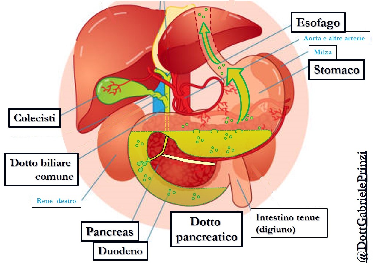 Lo stomaco è sterile?