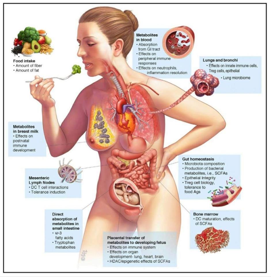 La dieta fa regredire la Tiroidite di Hashimoto in appena 3 settimane? E quali altre malattie autoimmuni?