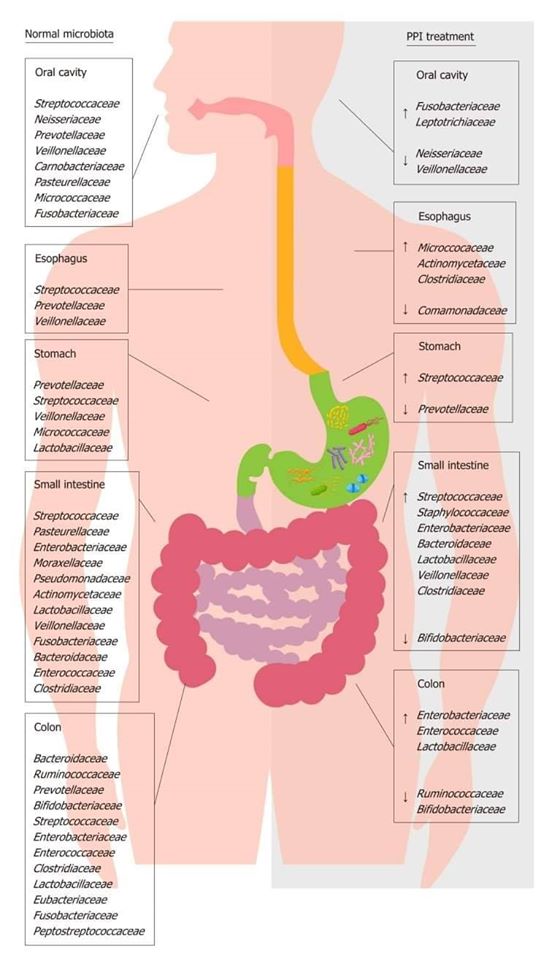 Gastroprotettore e Disbiosi. Certezze attuali e aspetti da chiarire