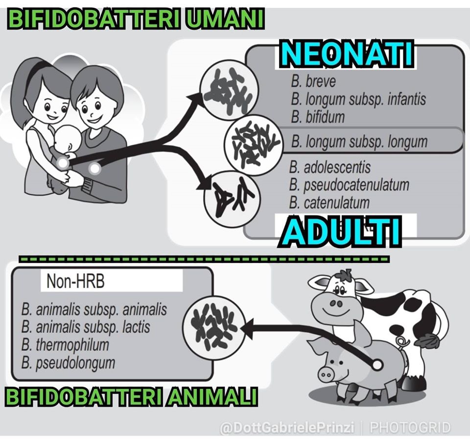 Fermenti lattici o Probiotici? La verità scientifica dietro un grande mercato