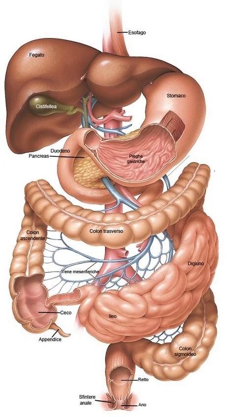 Hai il Colon (Intestino, prego) Irritabile?