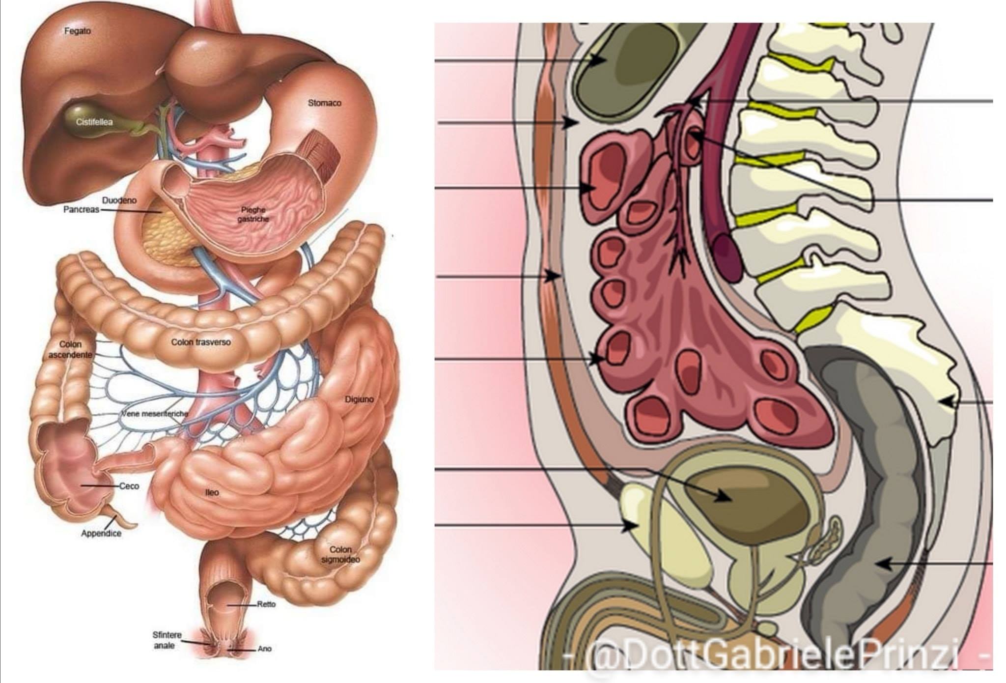 L'Osteopatia e la connessione con l'Intestino