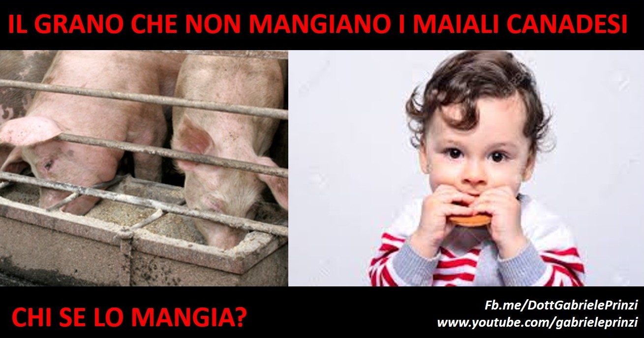 DIAMO AI NOSTRI FIGLI CIO' CHE NON MANGIANO I MAIALI CANADESI ?