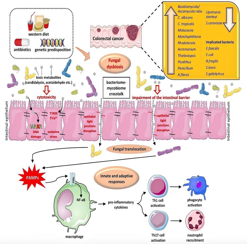 DERMATITE ATOPICA E MICROBIOTA INTESTINALE: CHE RUOLO HANNO I PROBIOTICI NELLA PREVENZIONE E NEL TRATTAMENTO DELLE MALATTIE DERMATOLOGICHE?