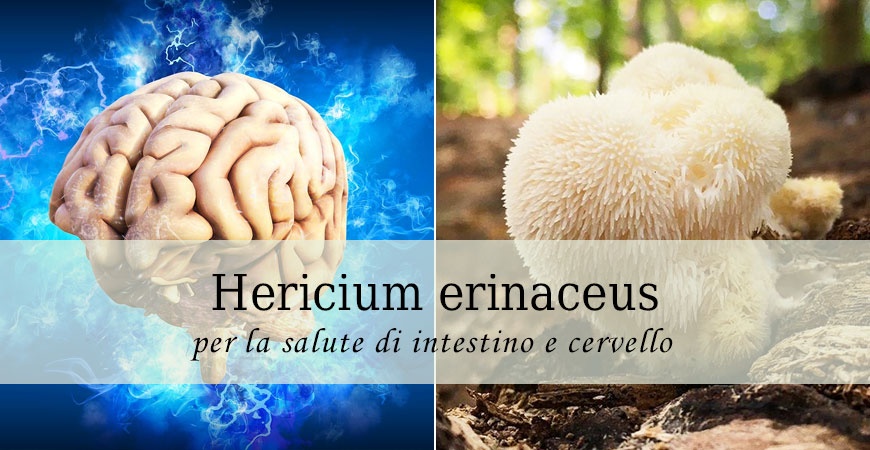 HERICIUM ERINACEUS PER LA SALUTE DI INTESTINO E CERVELLO