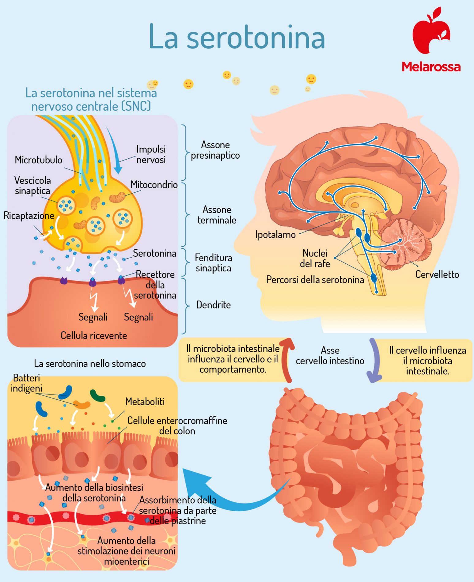 SEROTONINA