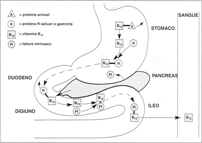 LA DIMENTICATA VITAMINA #B12. DIMENTICATA ASSIEME A 3 PREMI #NOBEL ...