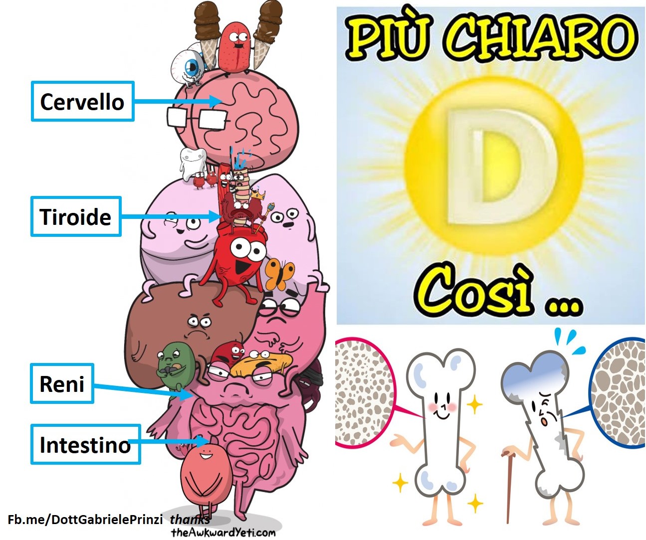 VITAMINA D E CALCIO. Parte 2: PER L’OSTEOPOROSI, È SUFFICIENTE ASSUMERE VITAMINA D?